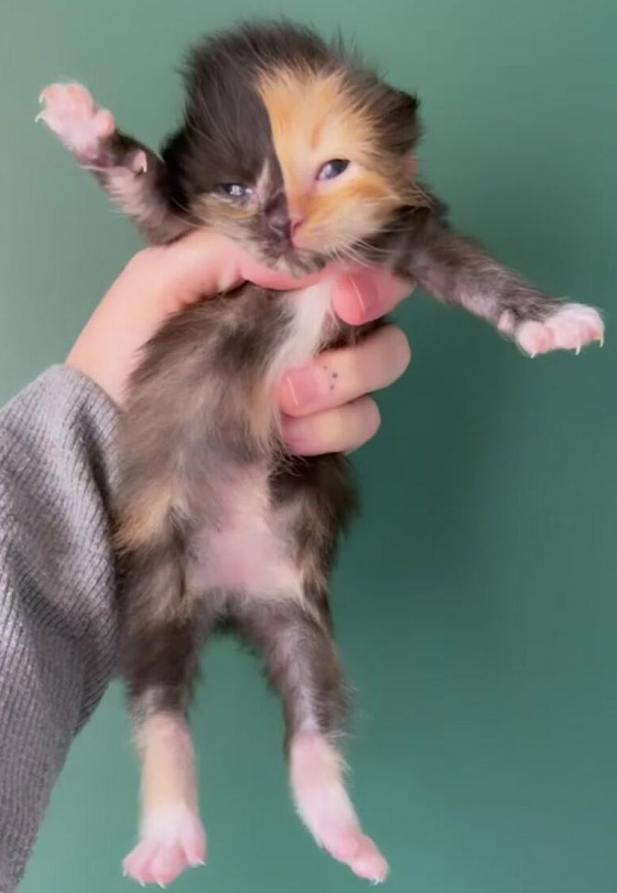 القطة اليتيمة مشمش تخطف الأنظار بلون فرائها النادر! صور صورة رقم 7