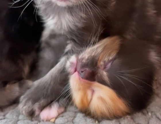 القطة اليتيمة مشمش تخطف الأنظار بلون فرائها النادر! صور صورة رقم 8