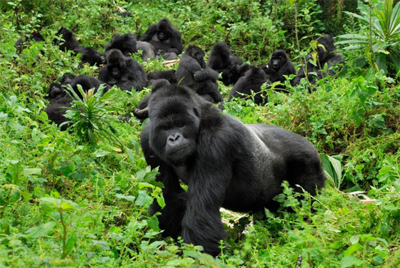 المشروبات والوجبات ورحلات الطيران.. أغلى 10 تجارب سفر حول العالم صورة رقم 8
