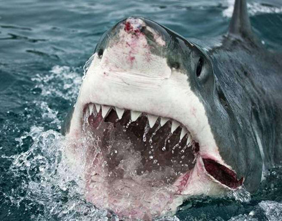 كهرباء المخ.. وأغرب الحقائق عن الجسم البشري صورة رقم 4