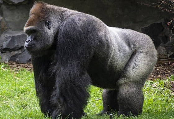 بالصور: تعرفوا إلى 10 من أغرب الأساطير التي تبيّن أنها حقيقة! صورة رقم 2