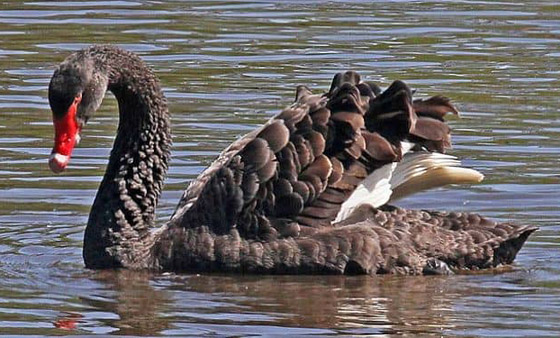 بالصور: تعرفوا إلى 10 من أغرب الأساطير التي تبيّن أنها حقيقة! صورة رقم 3