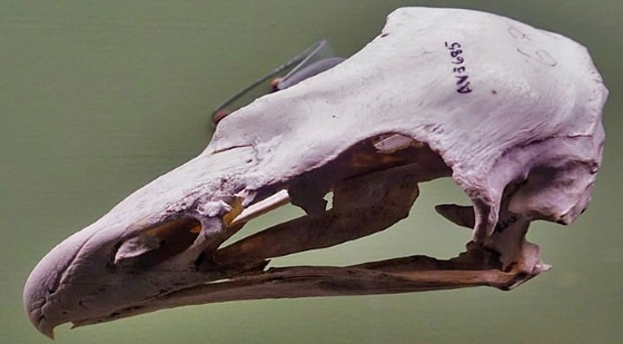 بالصور: تعرفوا إلى 10 من أغرب الأساطير التي تبيّن أنها حقيقة! صورة رقم 5