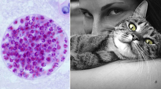 10 طفيليات عجيبة وغريبة ذات طرق مخيفة بالاستيلاء على أجساد مضيفيها صورة رقم 1