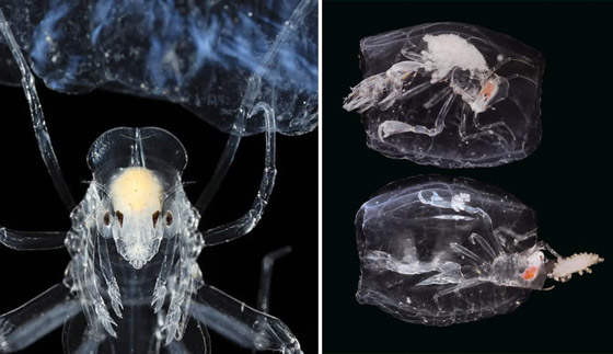 10 طفيليات عجيبة وغريبة ذات طرق مخيفة بالاستيلاء على أجساد مضيفيها صورة رقم 3