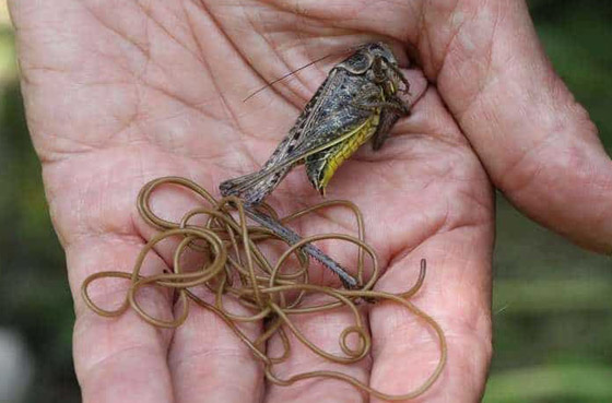 10 طفيليات عجيبة وغريبة ذات طرق مخيفة بالاستيلاء على أجساد مضيفيها صورة رقم 4