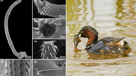 10 طفيليات عجيبة وغريبة ذات طرق مخيفة بالاستيلاء على أجساد مضيفيها صورة رقم 6