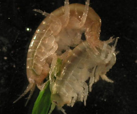 10 طفيليات عجيبة وغريبة ذات طرق مخيفة بالاستيلاء على أجساد مضيفيها صورة رقم 7