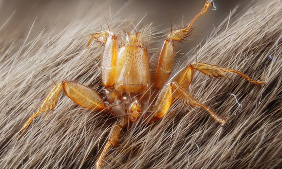 10 طفيليات عجيبة وغريبة ذات طرق مخيفة بالاستيلاء على أجساد مضيفيها صورة رقم 8