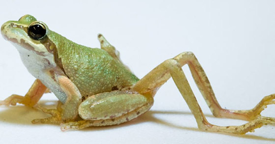 10 طفيليات عجيبة وغريبة ذات طرق مخيفة بالاستيلاء على أجساد مضيفيها صورة رقم 9