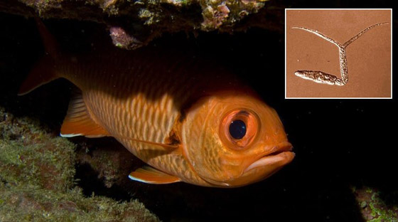 10 طفيليات عجيبة وغريبة ذات طرق مخيفة بالاستيلاء على أجساد مضيفيها صورة رقم 10