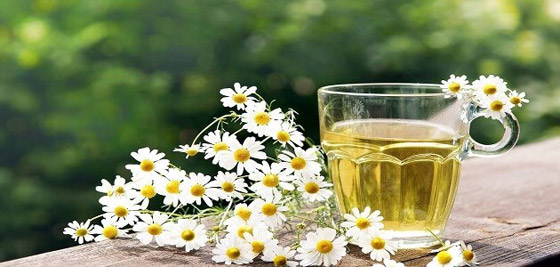 فوائد البابونج أثناء الصيام صورة رقم 3