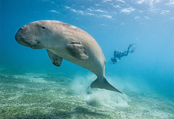 غواص مصري يوثق حياة عروس البحر بأعماق البحر الأحمر.. ما السبب؟ صورة رقم 1