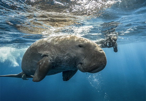 غواص مصري يوثق حياة عروس البحر بأعماق البحر الأحمر.. ما السبب؟ صورة رقم 2