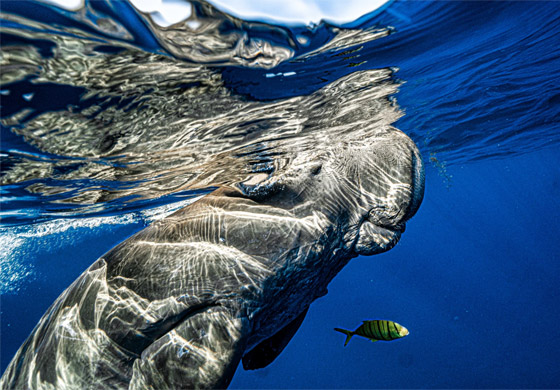 غواص مصري يوثق حياة عروس البحر بأعماق البحر الأحمر.. ما السبب؟ صورة رقم 3