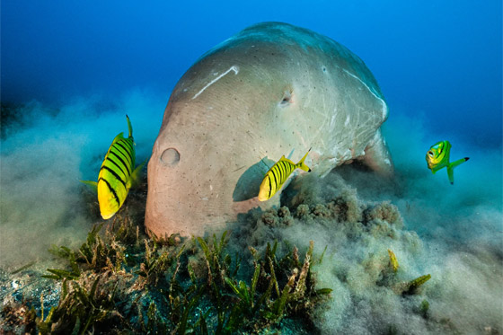 غواص مصري يوثق حياة عروس البحر بأعماق البحر الأحمر.. ما السبب؟ صورة رقم 4