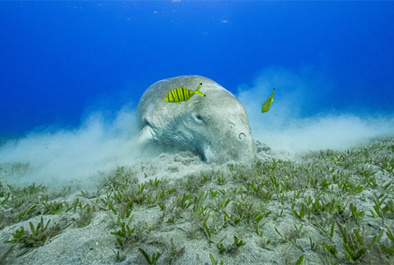 غواص مصري يوثق حياة عروس البحر بأعماق البحر الأحمر.. ما السبب؟ صورة رقم 5