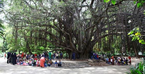 حديقة التجارب.. صوِّرت فيها أول نسخة لفيلم “طرزان” وجُلبت لها الأشجار من كل أنحاء العالم”  صورة رقم 2