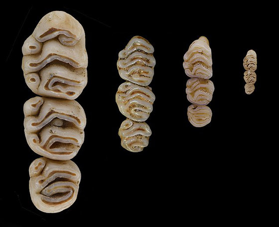 اكتشاف ثلاثة أنواع جديدة من فئران عملاقة جابت الأرض منذ عشرات آلاف السنين! صورة رقم 3