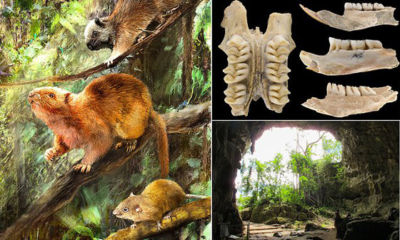 اكتشاف ثلاثة أنواع جديدة من فئران عملاقة جابت الأرض منذ عشرات آلاف السنين! صورة رقم 6