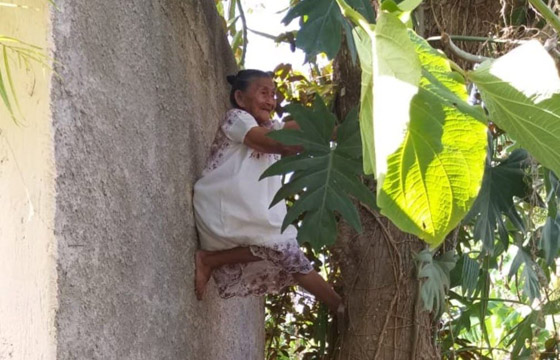 فيديو وصور عجوز مكسيكية (88 عاما) تتسلق الأشجار بلياقة مذهلة لتجني الفاكهة لتبيعها وتقطع الخشب صورة رقم 2