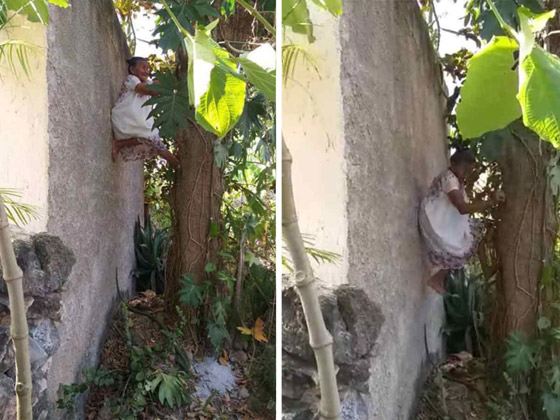 فيديو وصور عجوز مكسيكية (88 عاما) تتسلق الأشجار بلياقة مذهلة لتجني الفاكهة لتبيعها وتقطع الخشب صورة رقم 4