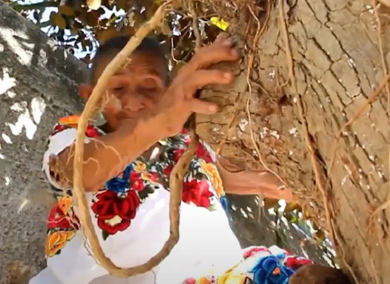 فيديو وصور عجوز مكسيكية (88 عاما) تتسلق الأشجار بلياقة مذهلة لتجني الفاكهة لتبيعها وتقطع الخشب صورة رقم 5