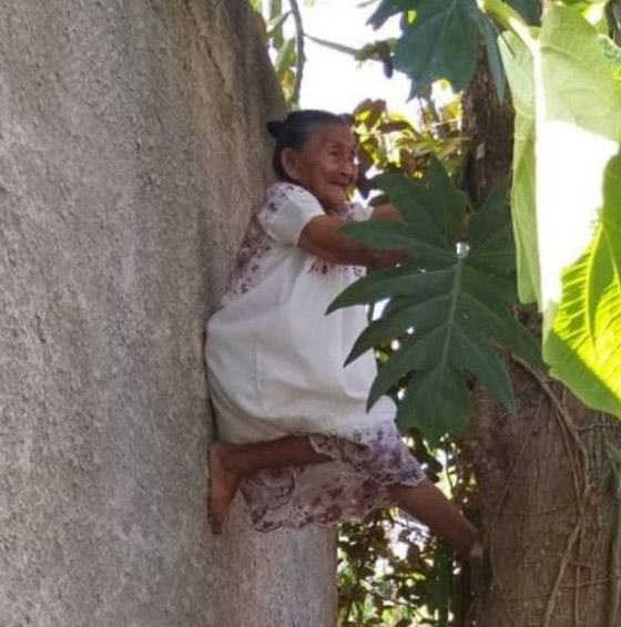 فيديو وصور عجوز مكسيكية (88 عاما) تتسلق الأشجار بلياقة مذهلة لتجني الفاكهة لتبيعها وتقطع الخشب صورة رقم 6