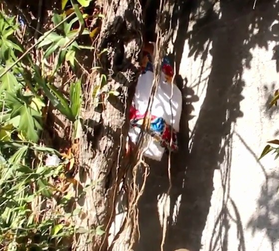 فيديو وصور عجوز مكسيكية (88 عاما) تتسلق الأشجار بلياقة مذهلة لتجني الفاكهة لتبيعها وتقطع الخشب صورة رقم 7