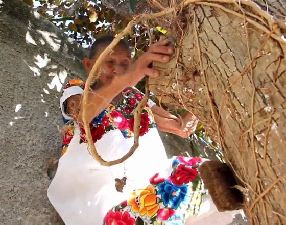 فيديو وصور عجوز مكسيكية (88 عاما) تتسلق الأشجار بلياقة مذهلة لتجني الفاكهة لتبيعها وتقطع الخشب صورة رقم 8