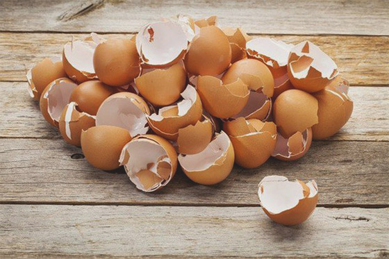 كيف تستخدم قشور البيض وبقايا القهوة في حديقتك؟ صورة رقم 7