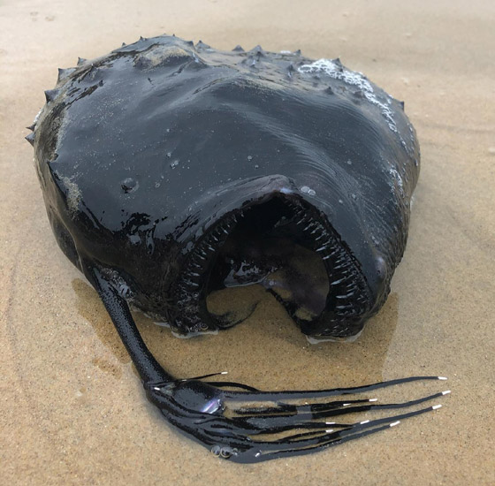 العثور على سمكة (الشيطان الأسود) الغريبة على شاطئ في كاليفورنيا صورة رقم 1