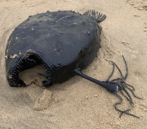 العثور على سمكة (الشيطان الأسود) الغريبة على شاطئ في كاليفورنيا صورة رقم 2