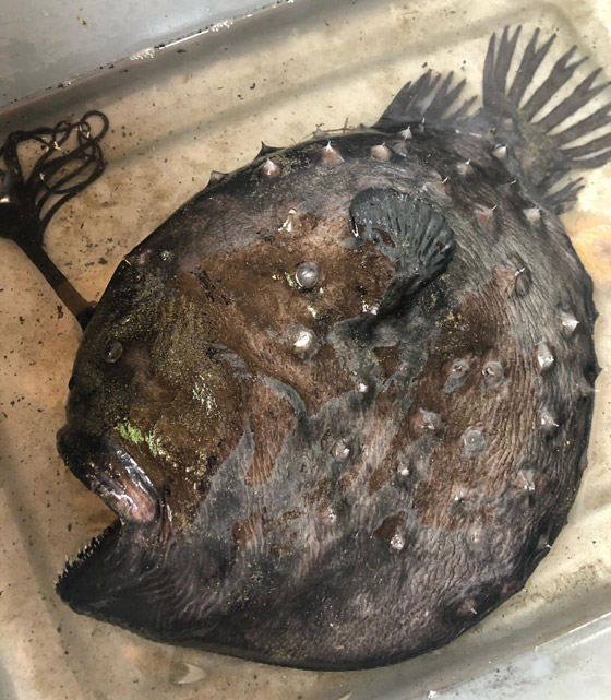 العثور على سمكة (الشيطان الأسود) الغريبة على شاطئ في كاليفورنيا صورة رقم 3