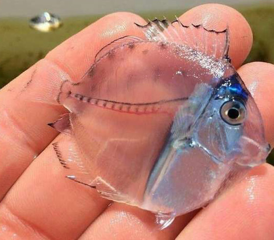 إليكم صور نادرة تظهر عجائب الطبيعة المذهلة والساحرة صورة رقم 6