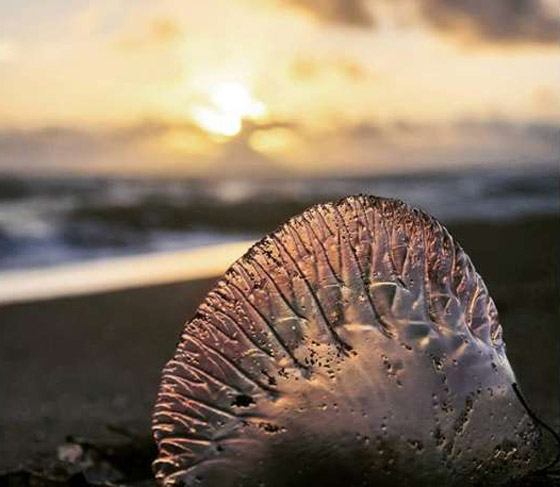 إليكم صور نادرة تظهر عجائب الطبيعة المذهلة والساحرة صورة رقم 7