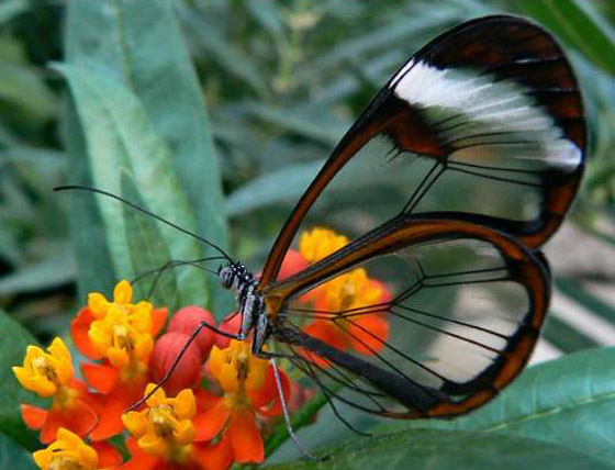 إليكم صور نادرة تظهر عجائب الطبيعة المذهلة والساحرة صورة رقم 8