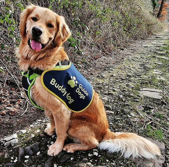 صداقة رائعة مؤثرة بين طفل كفيف وكلب مخلص يعوض الطفل عن فقدان حاسة البصر صورة رقم 7