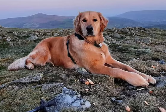 صداقة رائعة مؤثرة بين طفل كفيف وكلب مخلص يعوض الطفل عن فقدان حاسة البصر صورة رقم 12