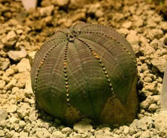 ترقص وتأكل الفئران.. أغرب 10 نباتات على سطح الأرض صورة رقم 2