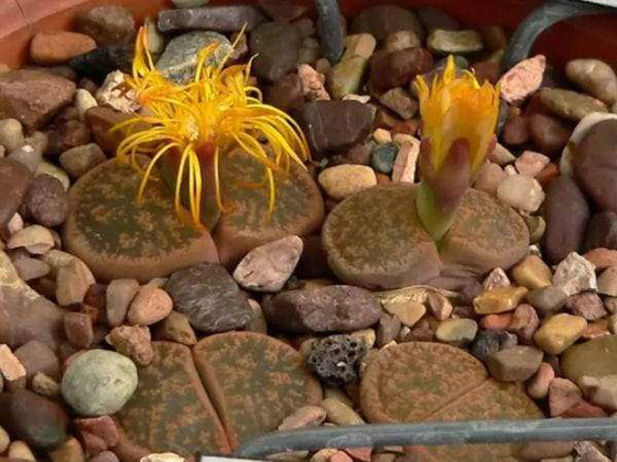 ترقص وتأكل الفئران.. أغرب 10 نباتات على سطح الأرض صورة رقم 8