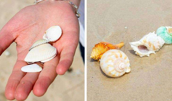 بالصور: تعرفوا إلى أخطر الكائنات البحرية التي يمكن رؤيتها على الشواطئ صورة رقم 1