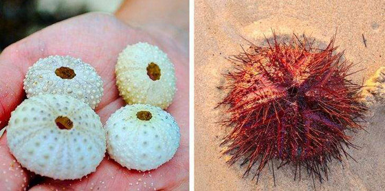 بالصور: تعرفوا إلى أخطر الكائنات البحرية التي يمكن رؤيتها على الشواطئ صورة رقم 2