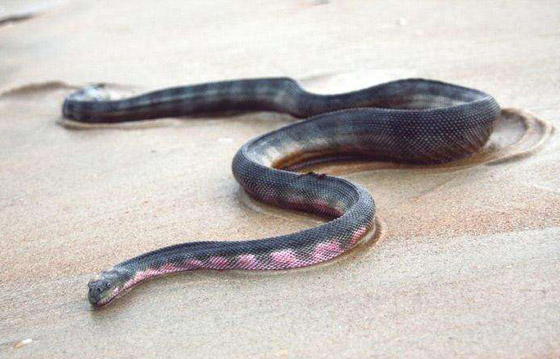 بالصور: تعرفوا إلى أخطر الكائنات البحرية التي يمكن رؤيتها على الشواطئ صورة رقم 3