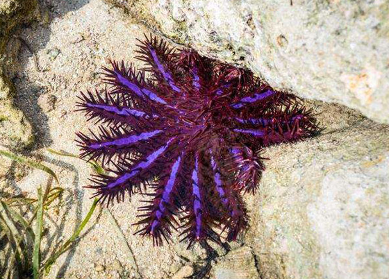بالصور: تعرفوا إلى أخطر الكائنات البحرية التي يمكن رؤيتها على الشواطئ صورة رقم 4