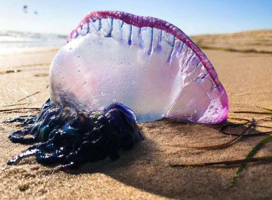 بالصور: تعرفوا إلى أخطر الكائنات البحرية التي يمكن رؤيتها على الشواطئ صورة رقم 5