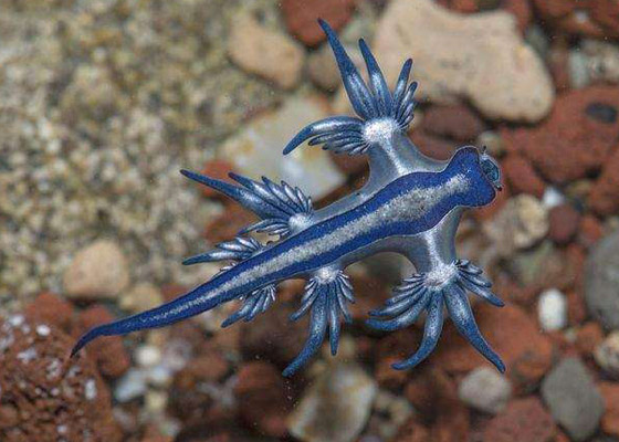 بالصور: تعرفوا إلى أخطر الكائنات البحرية التي يمكن رؤيتها على الشواطئ صورة رقم 6