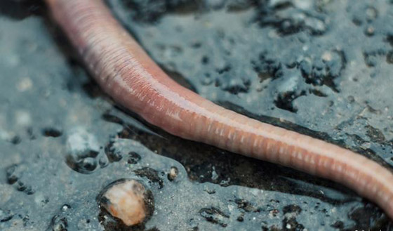 المطر نعمة على بعض الكائنات الحية ونقمة على بعضها الآخر! صورة رقم 2