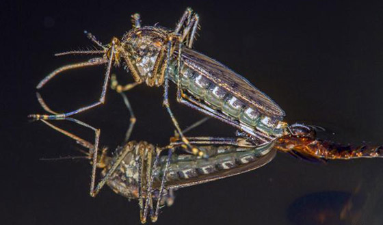 المطر نعمة على بعض الكائنات الحية ونقمة على بعضها الآخر! صورة رقم 3