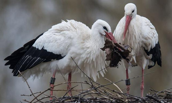 المطر نعمة على بعض الكائنات الحية ونقمة على بعضها الآخر! صورة رقم 4